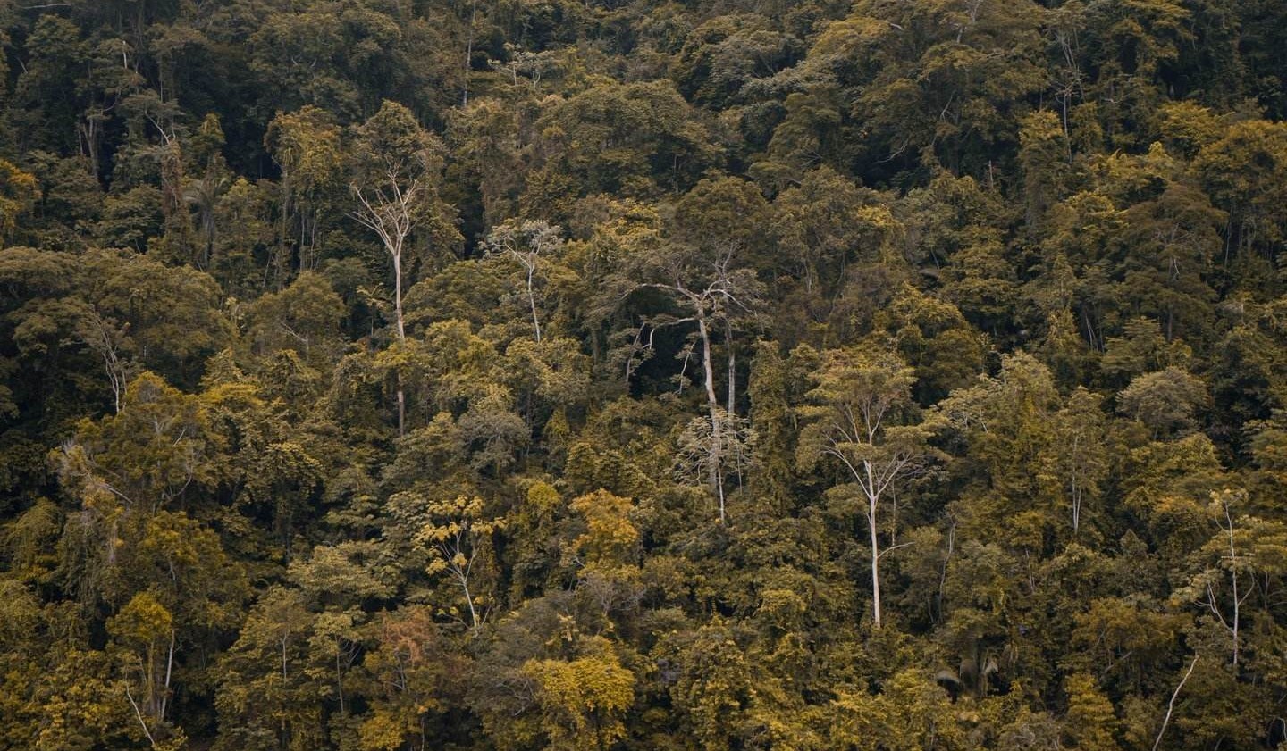 Menyelamatkan Hutan Sekarang Juga